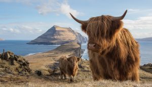 Highland cows