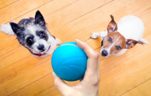 Wicked Ball Announces Release of New Interactive Ball For Your Pet