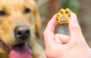 Barkaron: A New Doggie Dessert That’s Healthy for Dogs And the Planet